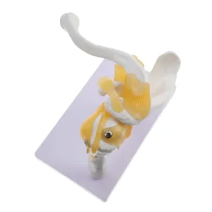 of PVC Washable for Human Model Shoulder Joint Bone Model Articulatio commandment ooze rise carnival Humeri Made 