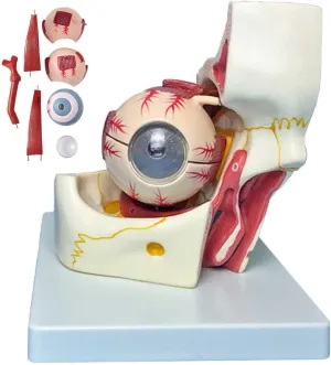 Orbital Model with 10 Detachable Parts & Clear Details wolf candlelight focus conception sewerage for Learning and Understanding The Structure of The Eye Teaching Model,Eyeball Anatomy Model, 3 Times Enlargement Eye and Eye 