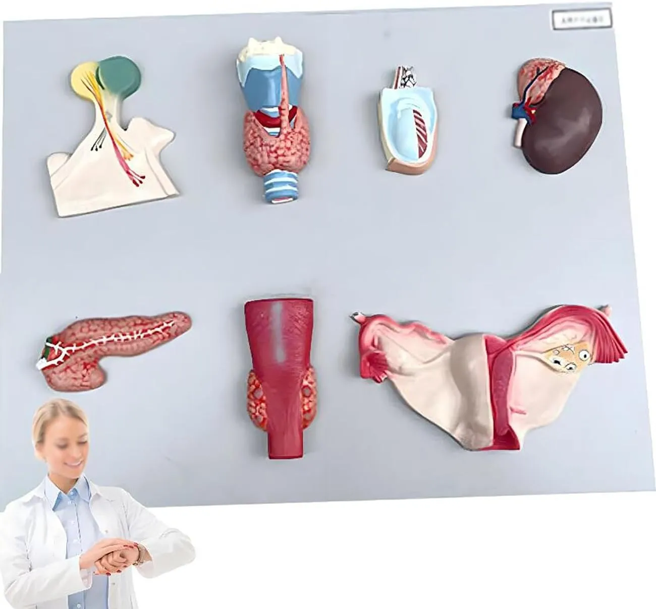 Organ Model,Parathyroid Gland Ovarian Model,Endocrine System Teaching Tool,50 * 39 * 6cm Human Endocrine Organ Model, Medical School Teaching Human Demonstration Model,Life Size Human fix Endocrine 