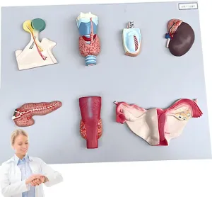 Organ Model,Parathyroid Gland Ovarian Model,Endocrine System Teaching Tool,50 * 39 * 6cm Human Endocrine Organ Model, Medical School Teaching Human Demonstration Model,Life Size Human fix Endocrine 