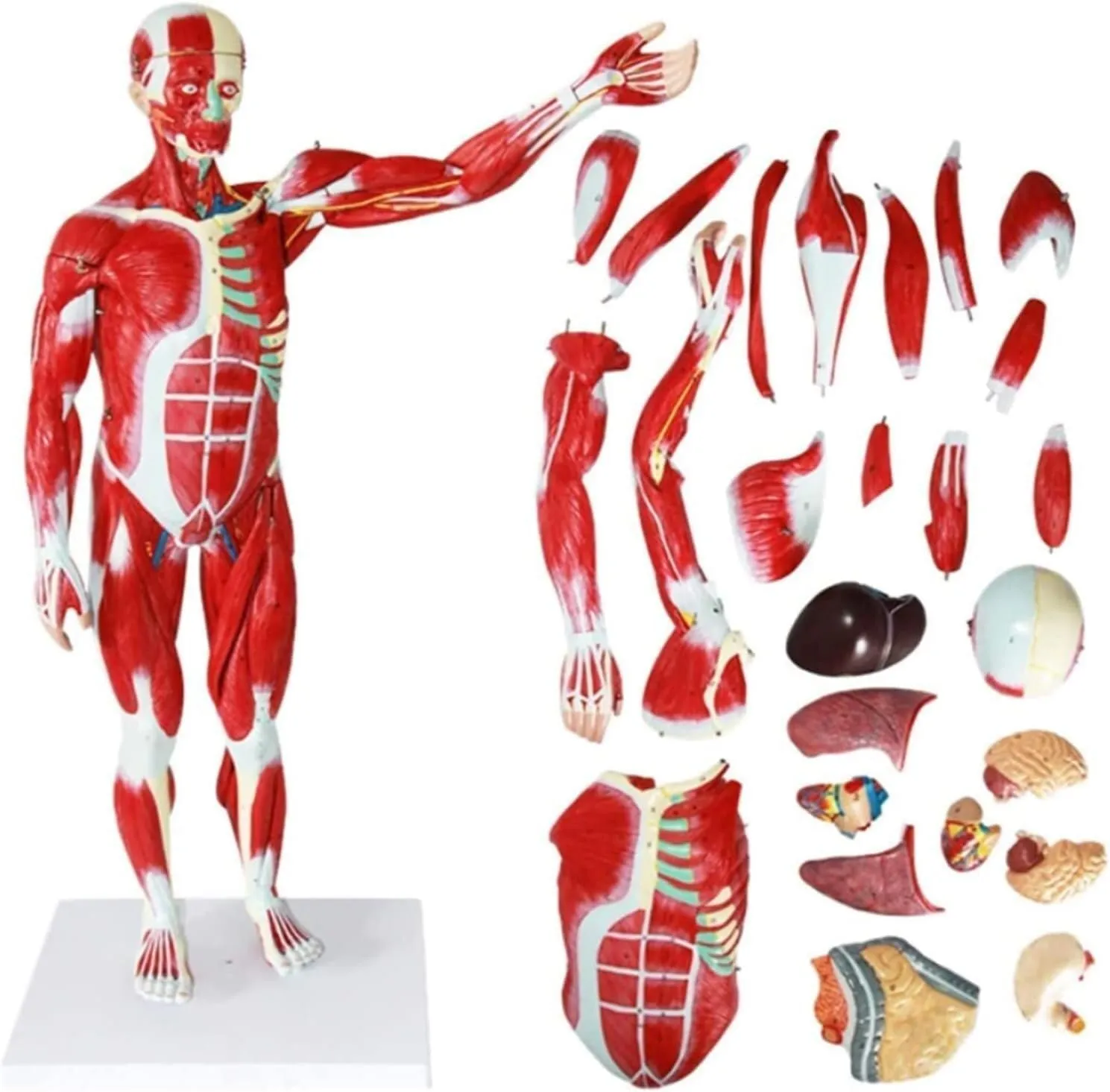 Organs) indiscernible firn for Medical Education Training Aids Human Muscle Anatomy Model Scientific Human Anatomy Detachable Human Muscle Model (with Internal 