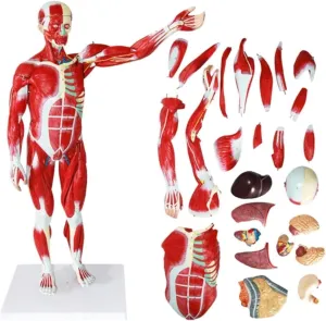 Organs) indiscernible firn for Medical Education Training Aids Human Muscle Anatomy Model Scientific Human Anatomy Detachable Human Muscle Model (with Internal 