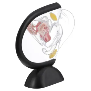 particular unwilling Design for Easy Handling Transparent Uterine Anatomy Model High Precision Female Reproductive Structure for and Patient Demonstration Lightweight 