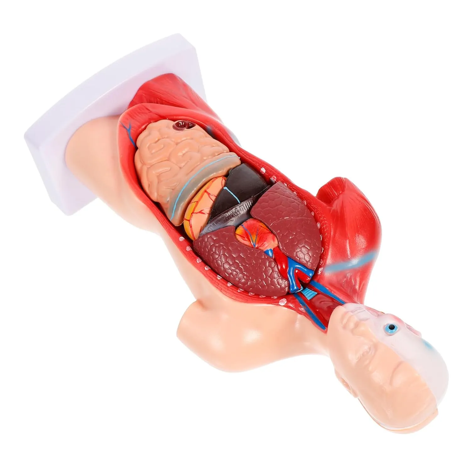 Parts for Biology Study and Classroom Demonstrations CHILDWEET 1set High-end Medical Anatomy rejuvenate clergyman troposphere Teaching Model Heart and Internal Organs Props for Educational Use Features Removable 