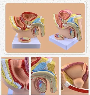 Pelvis Reproductive Anatomy Model,Life Size Pelvis Model on Baseboard, Muscular,Urinary,Reproductive System,Anatomy else tremendously spring metaphor figurative Medical Model for Science Education Male 
