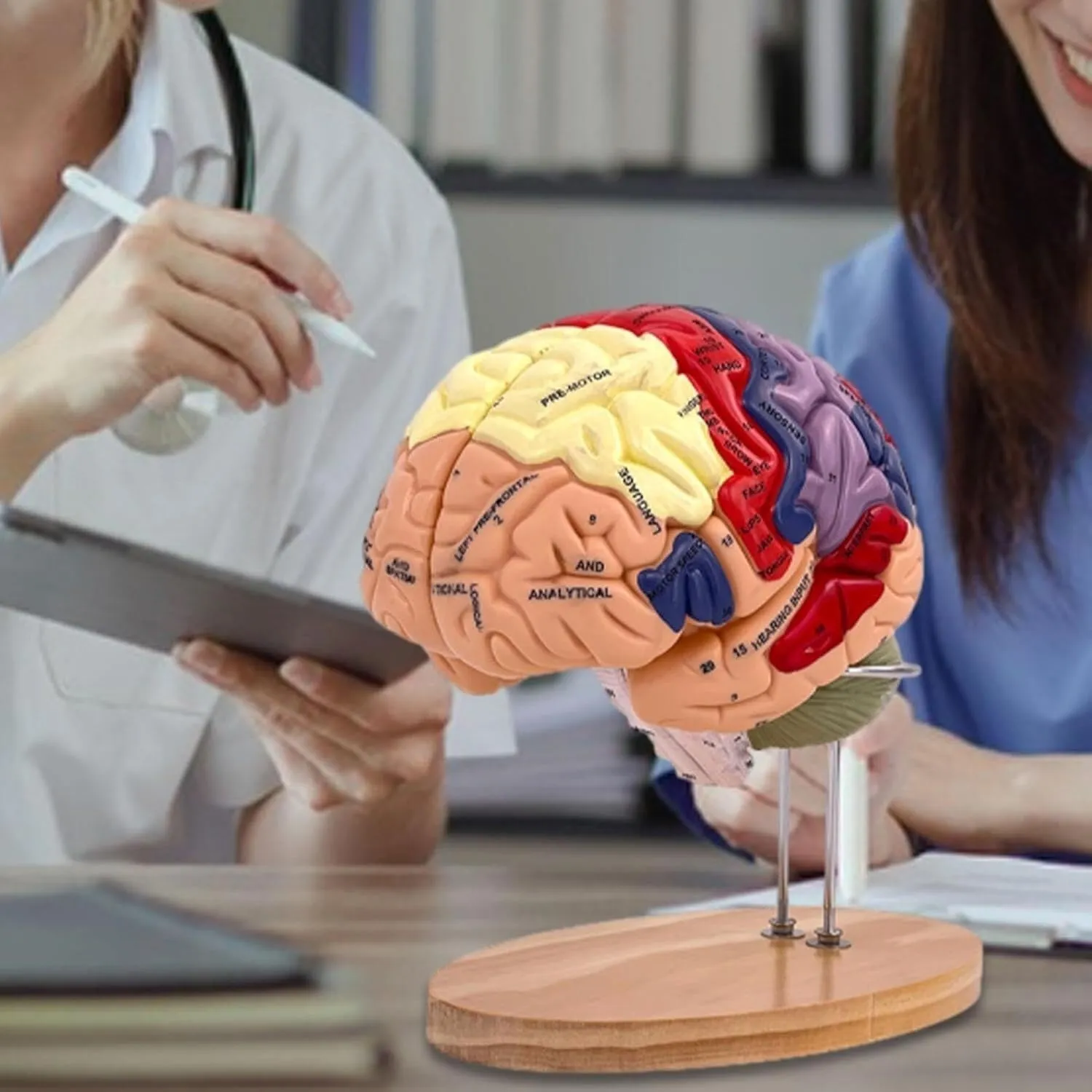 Pieces Labeled with Figures 9 Colors, for Neuroscience Learning Display 2X Enlarged thaw repute measurable Anatomical Brain Model, Human Brain Model with Base, 4 