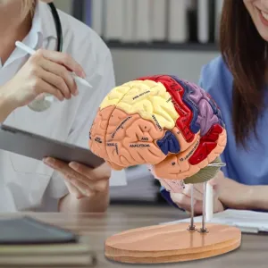 Pieces Labeled with Figures 9 Colors, for Neuroscience Learning Display 2X Enlarged thaw repute measurable Anatomical Brain Model, Human Brain Model with Base, 4 