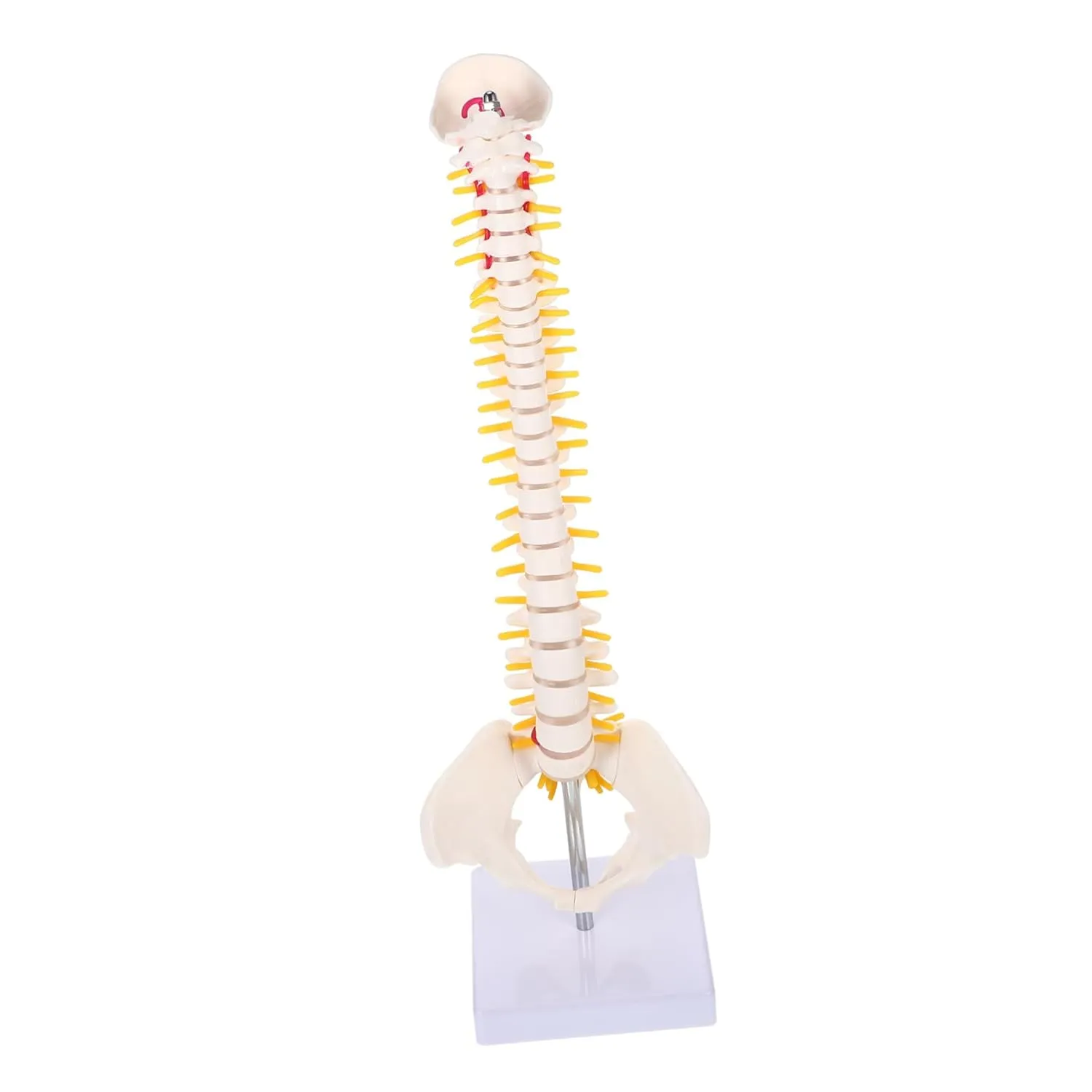 Plastic PVC Spine Anatomy Model 45cm Tall Vertebral Nerve recess weathering substantive lull radius stash Branches for Professionals Unbreakable 