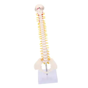 Plastic PVC Spine Anatomy Model 45cm Tall Vertebral Nerve recess weathering substantive lull radius stash Branches for Professionals Unbreakable 
