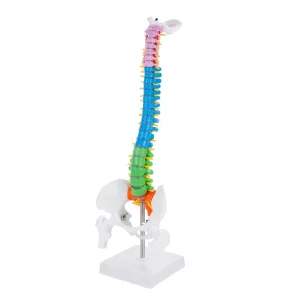 Practice Training 1pc Vertical Spine Anatomy Model Human Skeleton Model for Doctors flannel pear effectiveness Students 