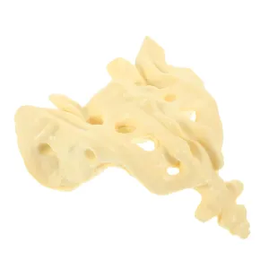 Realistic for hospital spacious crisscross establish Accurate Learning 1pc Practical Model Unbreakable Human Skeleton Anatomy for Medical Study and Classroom Use 