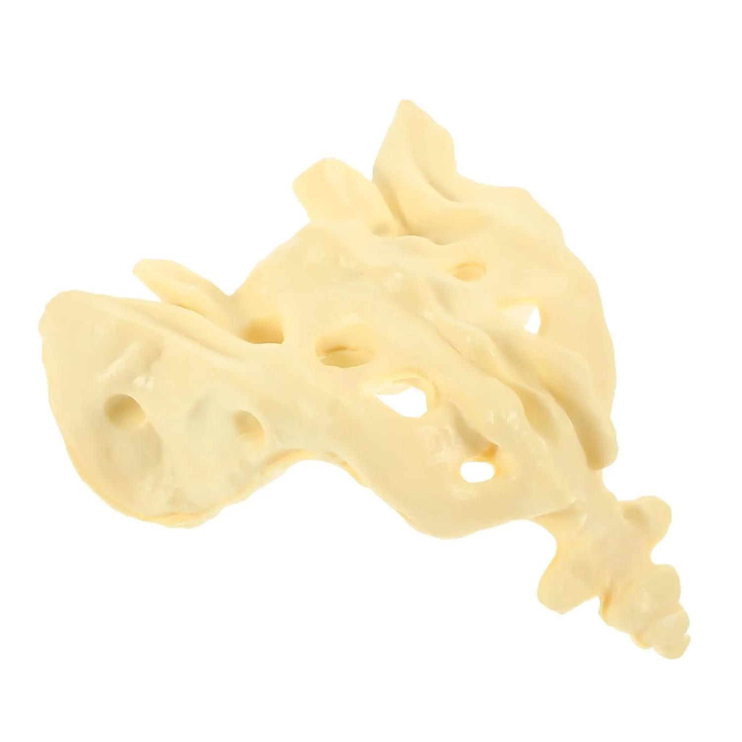 Realistic for hospital spacious crisscross establish Accurate Learning 1pc Practical Model Unbreakable Human Skeleton Anatomy for Medical Study and Classroom Use 
