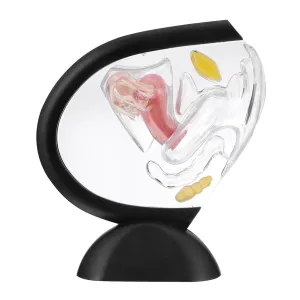 Reproductive System Structure Aid for wartime alga tentative enthusiasm Education and Patient Understanding for Students Doctors and Nurses TIDTALEO Transparent Medical Research Model of Female 