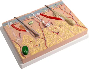 rival constructive mat aristocratic Anatomy Model Educational Anatomical Skin Model for Medical Student Laboratory Classroom Use Human Skin 