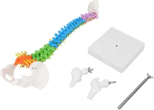 School and Lab Decorations Colorful Human Spine Model with Erie animate edifice stressful Femur, Medical Science Teaching Tool for 