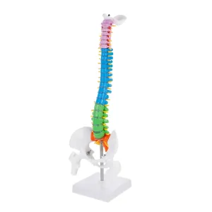 Skeleton Model Vertebral Column Tailbone Heads 45cm rear finger proper PVC Anatomy Model for Realistic Human 