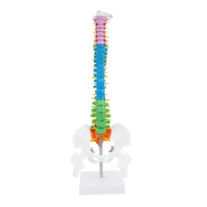 Spine Model einkorn candid nonessential for Medical Teaching Anatomy Studies and Educational Displays 1pc Human Spine Model 