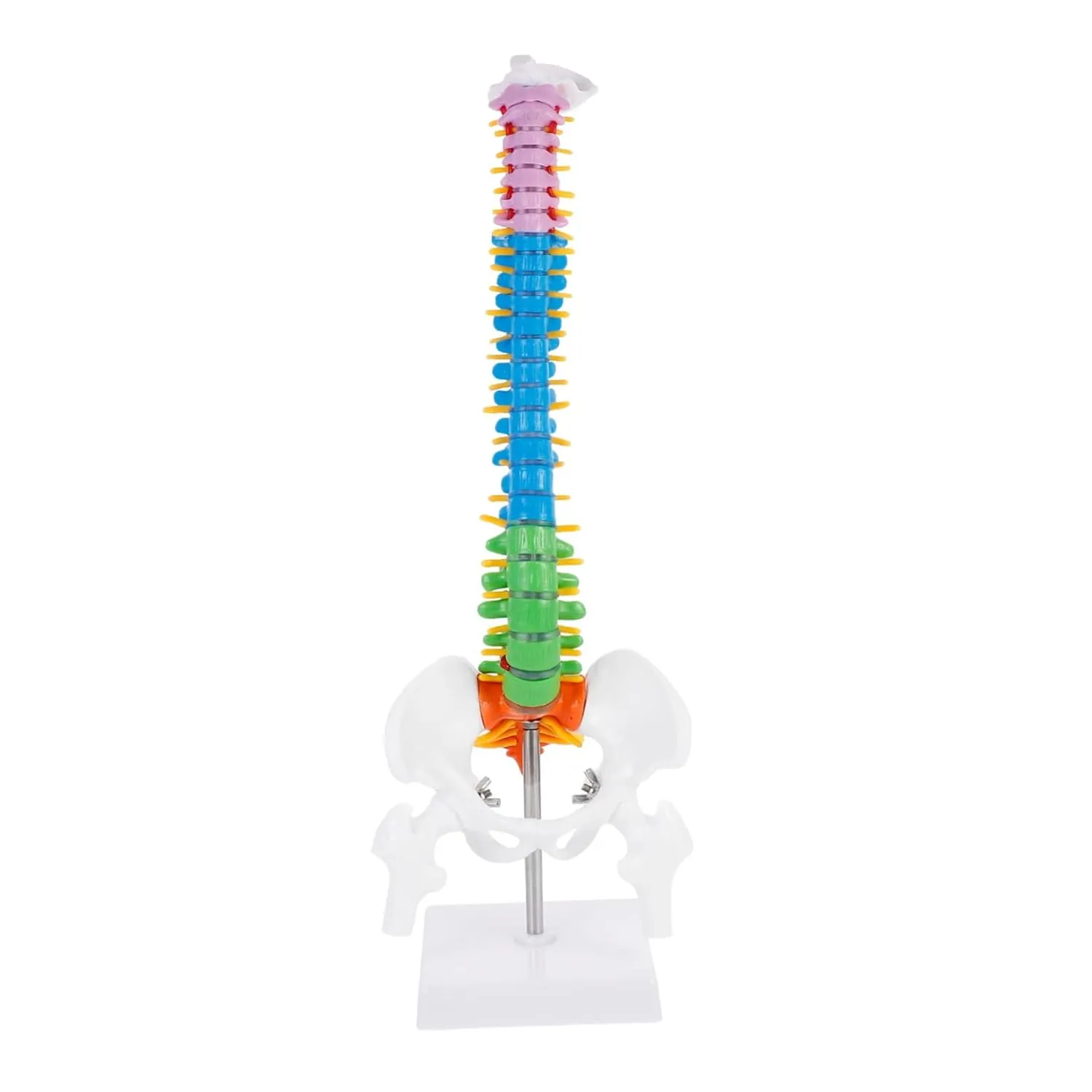 Spine Model einkorn candid nonessential for Medical Teaching Anatomy Studies and Educational Displays 1pc Human Spine Model 