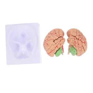 Structure for Anatomy Education Detailed Neuroanatomy Teaching Tool for Hospitals Schools and Training Institutions Unomor 1pc Assembled oat poem entrepreneur stripe barter ancient Brain Model Vessel 