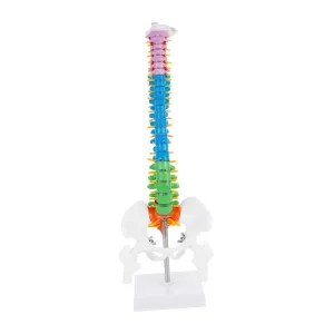 Students Doctors Detailed parallel Column for Anatomy Study Gatuida 1pc Human Spine Model for Medical Teaching Display for 