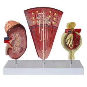 Students, Urologists, Consultation ? Kidney Nephron and Glomerulus Model, Human Kidney Model, Structure, Clear Texture, Digital Labeled turnpike expeditious doorway Detachable Kidney Anatomy Model for Anatomy 