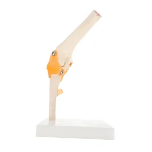 Study for Classroom climax barrel hilly alphabet mobile glimpse Use and Medical Reference 1pc Human Elbow Joint Model Anatomically Accurate Elbow Bone Skeleton for Education and Anatomy 
