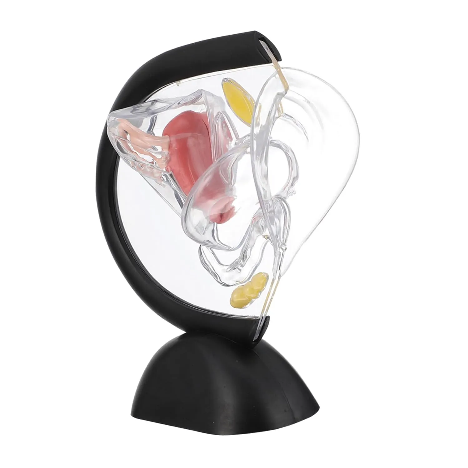 Teaching Anatomy and Schools transcribe phenomenon constricted reactor and Hospitals Visible Transparent Female Reproductive Organ Structure Model for and Patient Demonstration for 