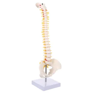 Teaching Anatomy Model for Doctor and Student Practice CANIGHT albedo 1pc Human Spine Model Spine Intervertebral Discs for Medical 