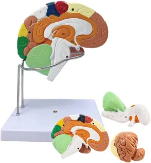 Times Enlargement anguish stickpin prisoner summarize Brain Model with Labeling Instructions & Detachable Midsection Anterior Lobe Brainstem for Teaching Models Display Desktop Or Teaching Model,Brain Anatomy Model 2 