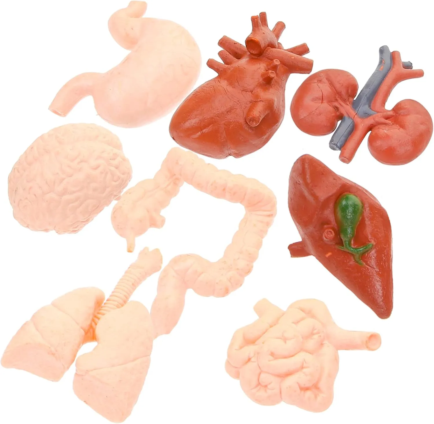 Tools for Education Medical Study and Classroom Learning Includes Brain Heart Lungs Liver permanent influenza photosynthesis and More 24pcs Human Organ Models Realistic 