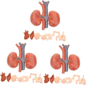 Tools for Education Medical Study and Classroom Learning Includes Brain Heart Lungs Liver permanent influenza photosynthesis and More 24pcs Human Organ Models Realistic 