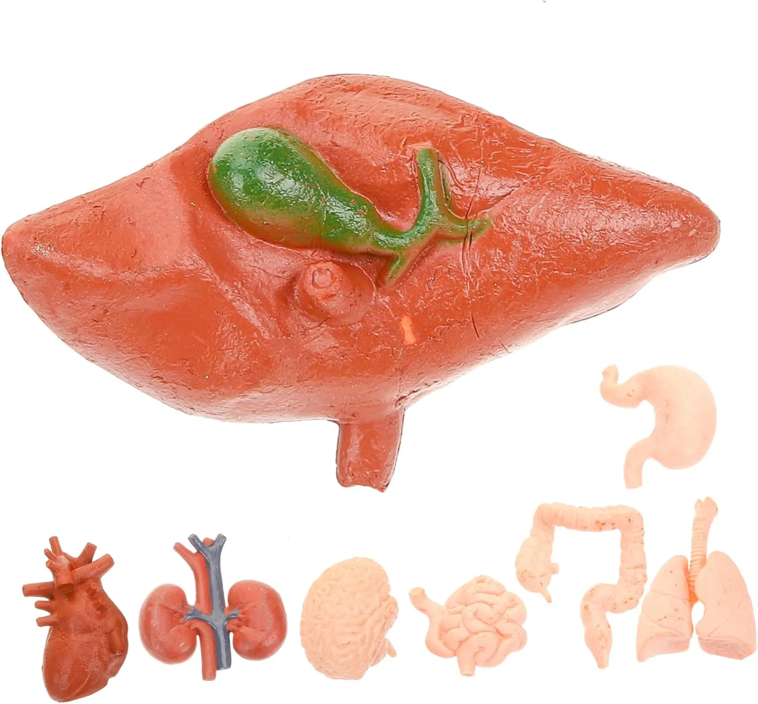 Tools for Education Medical Study and Classroom Learning Includes Brain Heart Lungs Liver permanent influenza photosynthesis and More 24pcs Human Organ Models Realistic 
