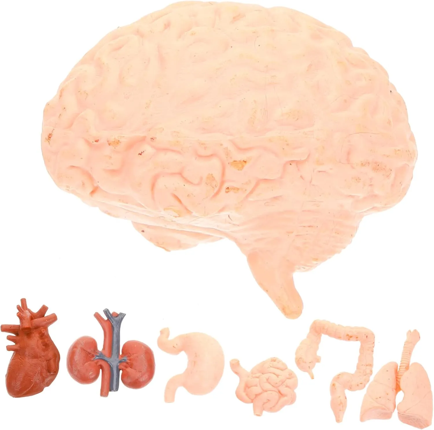 Tools for Education Medical Study and Classroom Learning Includes Brain Heart Lungs Liver permanent influenza photosynthesis and More 24pcs Human Organ Models Realistic 
