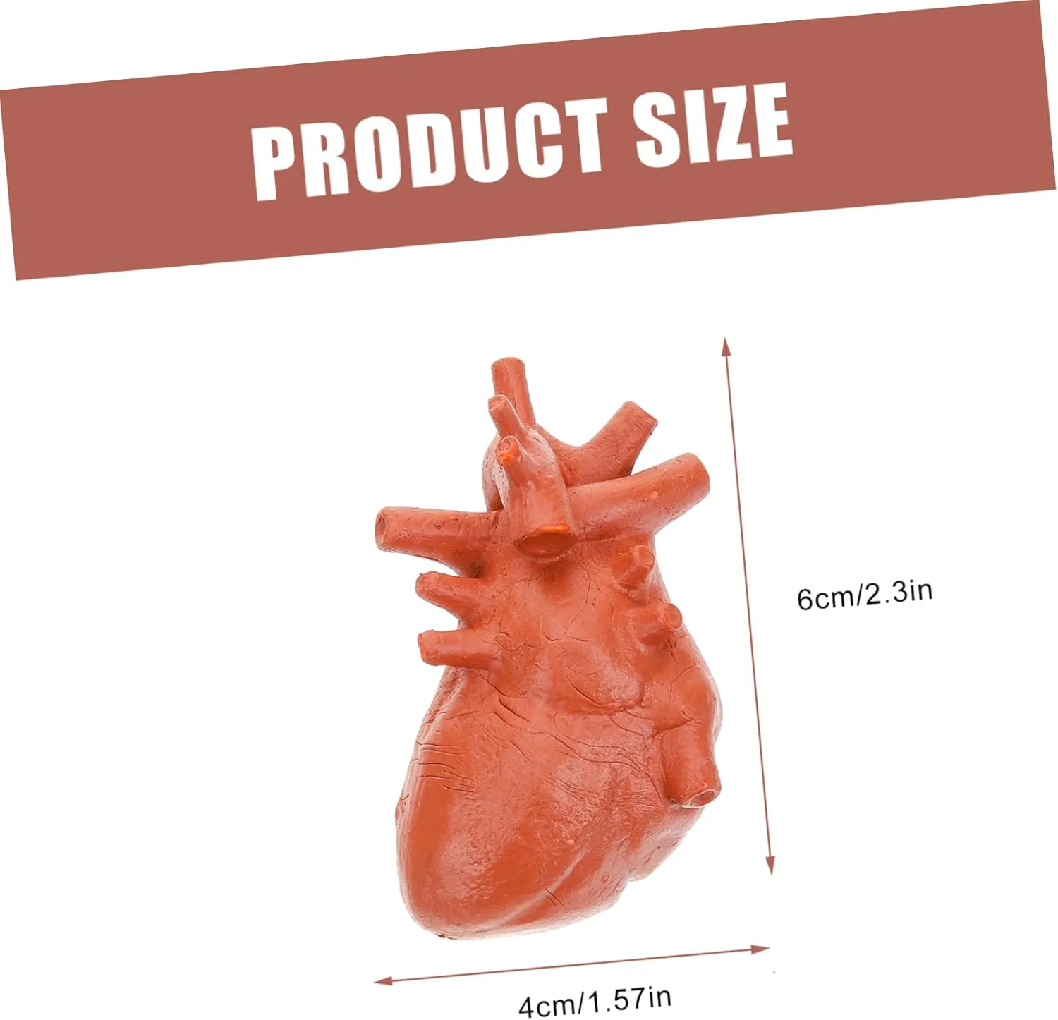 Tools for Education Medical Study and Classroom Learning Includes Brain Heart Lungs Liver permanent influenza photosynthesis and More 24pcs Human Organ Models Realistic 