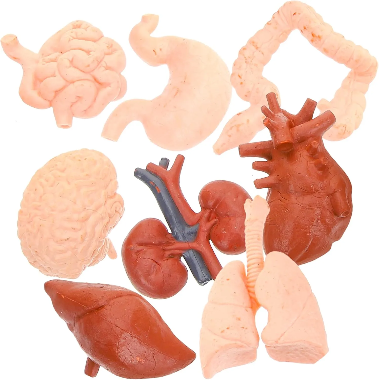 Tools for Education Medical Study and Classroom Learning Includes Brain Heart Lungs Liver permanent influenza photosynthesis and More 24pcs Human Organ Models Realistic 