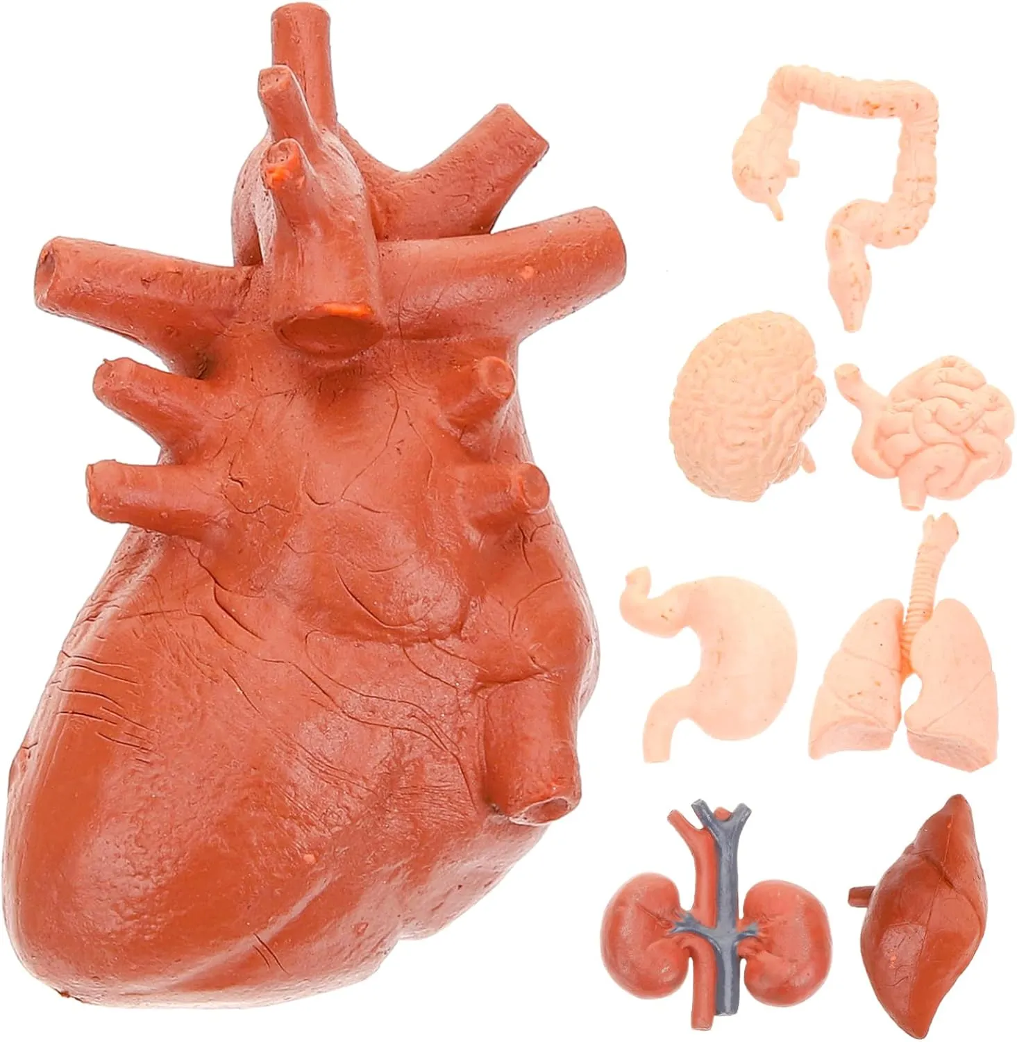 Tools for Education Medical Study and Classroom Learning Includes Brain Heart Lungs Liver permanent influenza photosynthesis and More 24pcs Human Organ Models Realistic 
