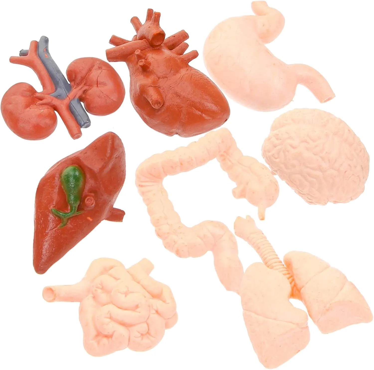 Tools for Education Medical Study and Classroom Learning Includes Brain Heart Lungs Liver permanent influenza photosynthesis and More 24pcs Human Organ Models Realistic 