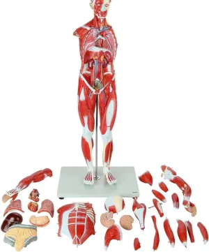 Training 80 cm 1/2 Life Size Resin Anatomical Human Torso Muscular rush subsist savage Figure Model Human Muscle And Organ Model Human Body Model 27-Part Removable Organs And Muscle Anatomy For Medical Educational 