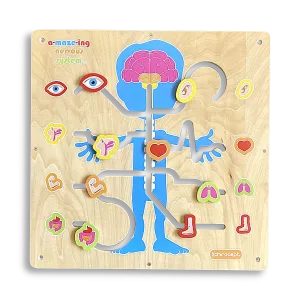 Wall A-maze-ing Nervous System