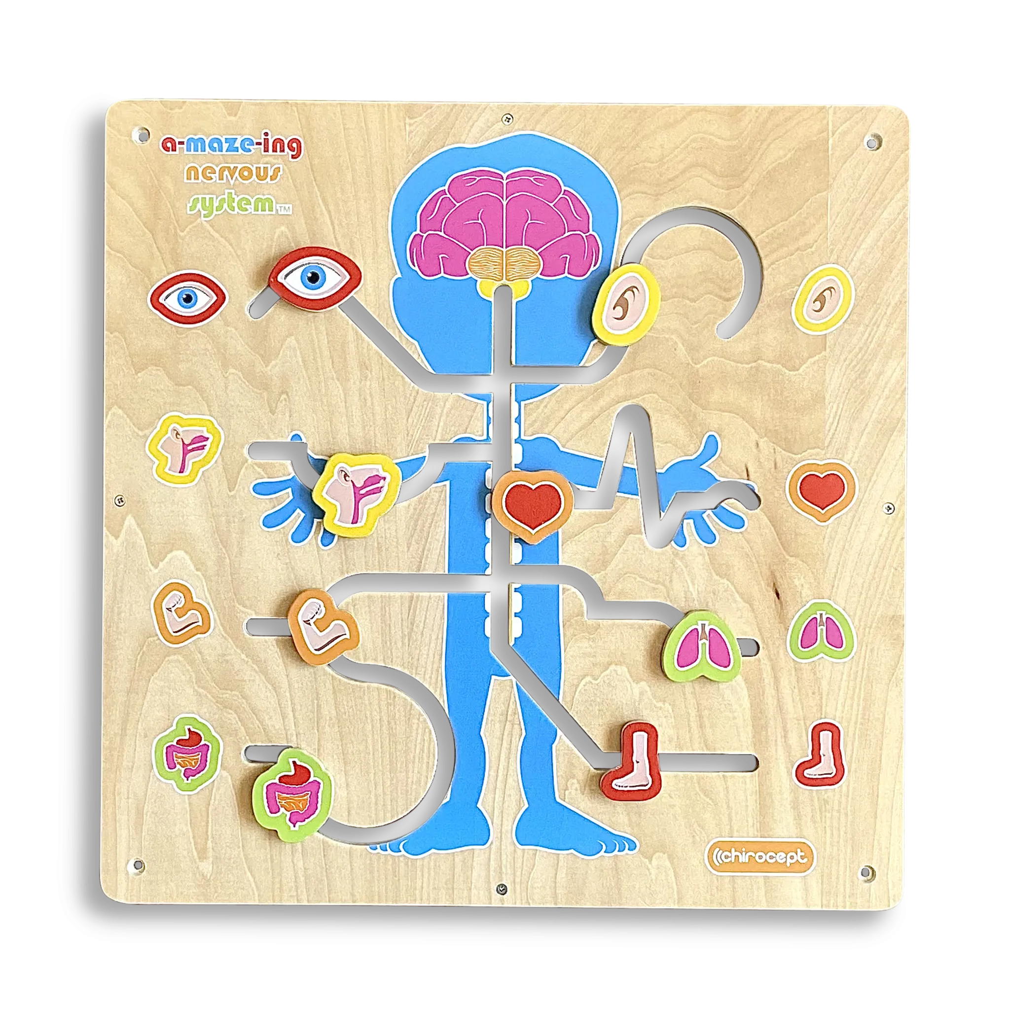 Wall A-maze-ing Nervous System