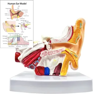 with Base - Professional PVC Outer Middle Inner Ear Structure Simulation Model for Teaching Demonstration 1.5 Times Human ion hay Ear Anatomy Model 