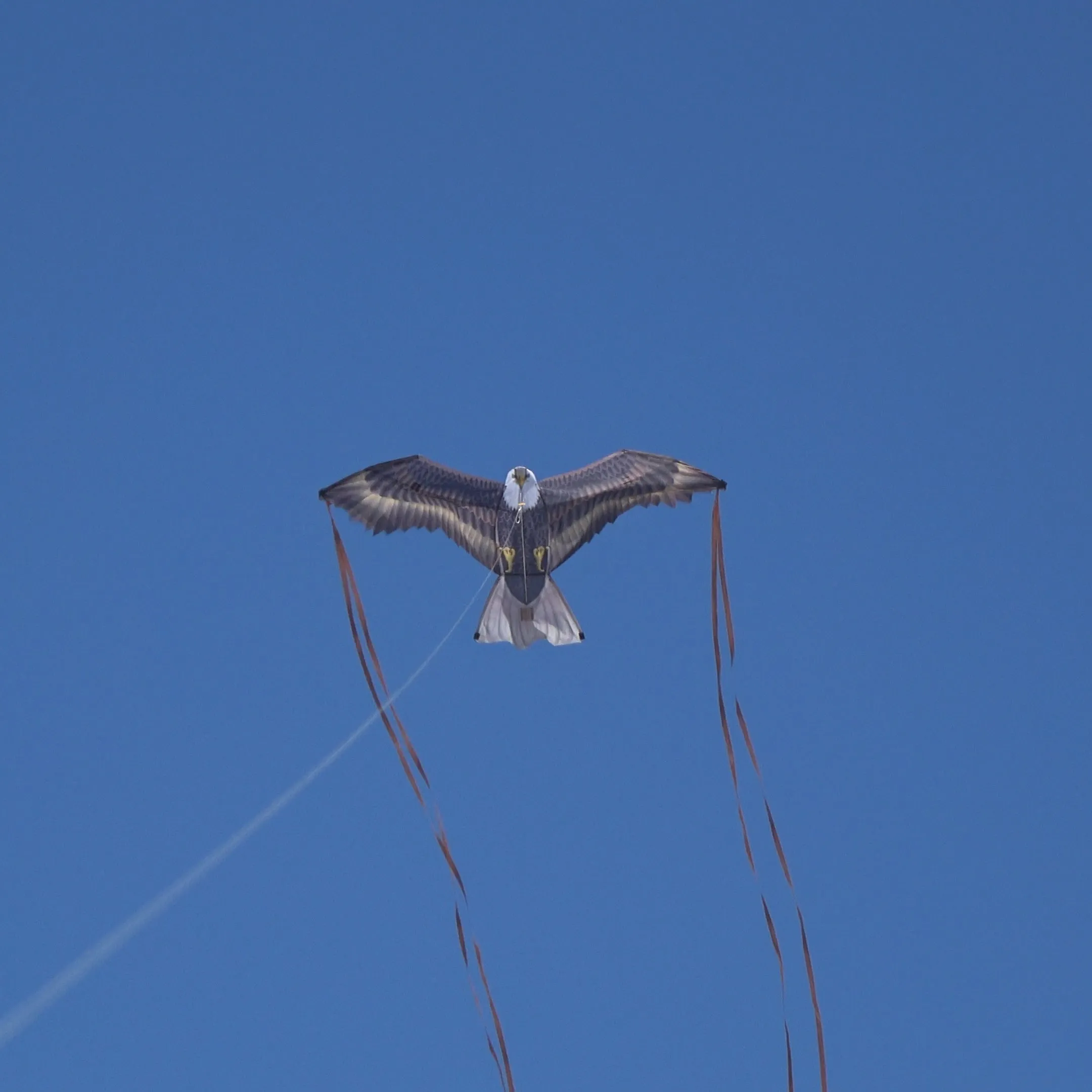 X Kites Birds of Prey Eagle Nylon Bird Kite, 49 Inches Wide
