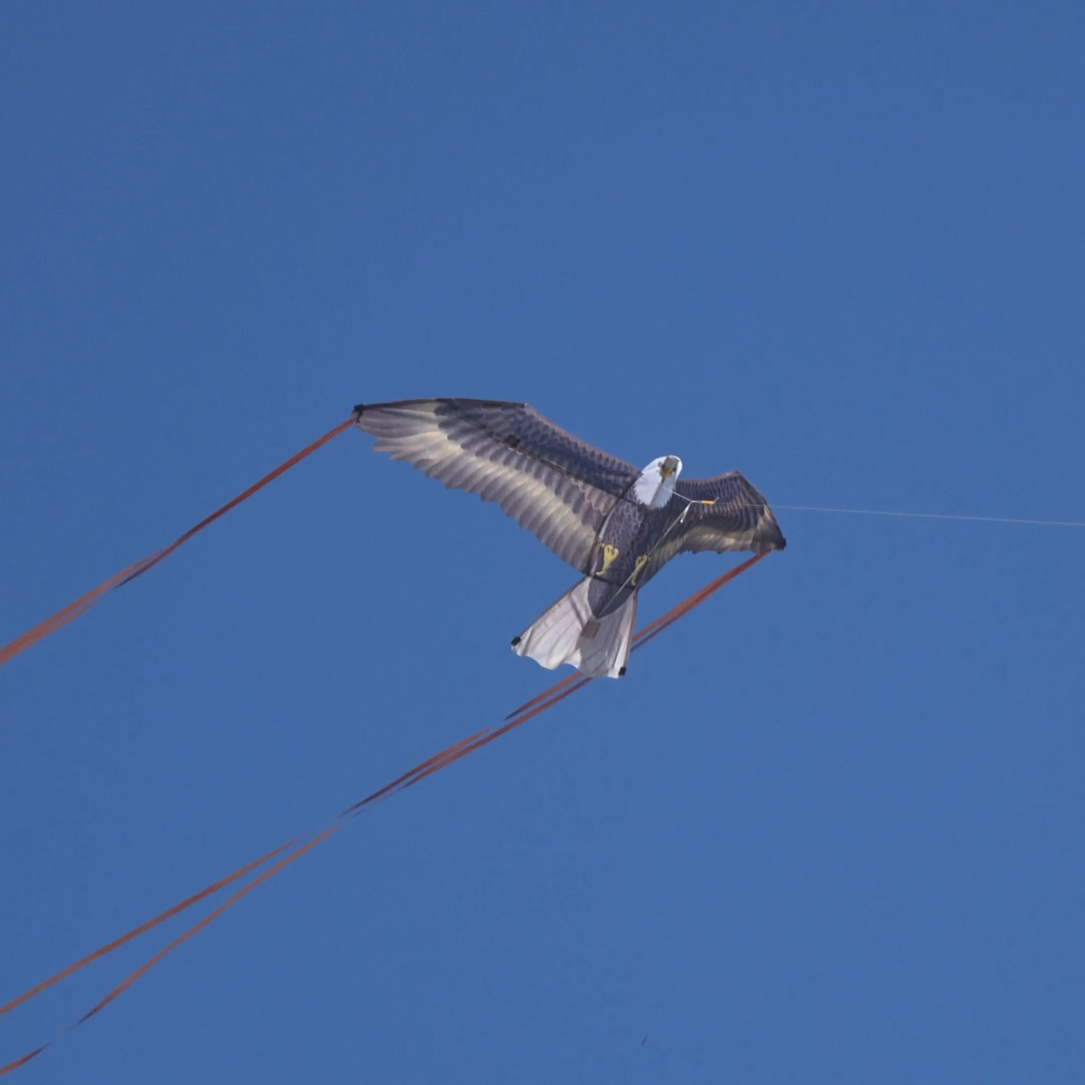 X Kites Birds of Prey Eagle Nylon Bird Kite, 49 Inches Wide