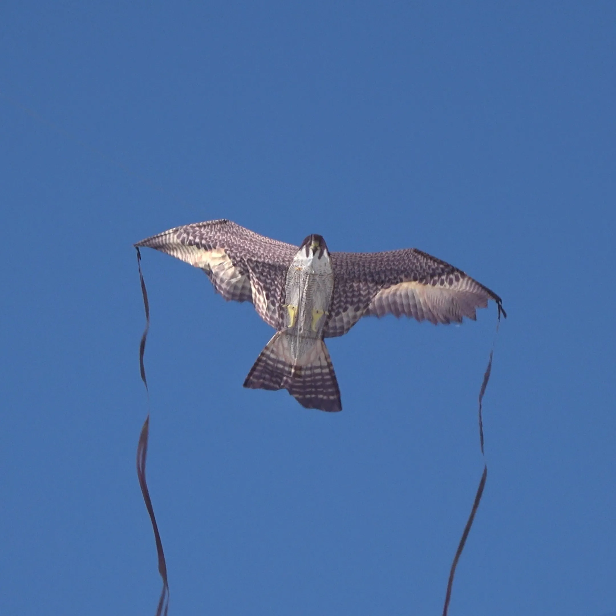 X Kites Birds of Prey Falcon Nylon Bird Kite, 50 Inches Wide