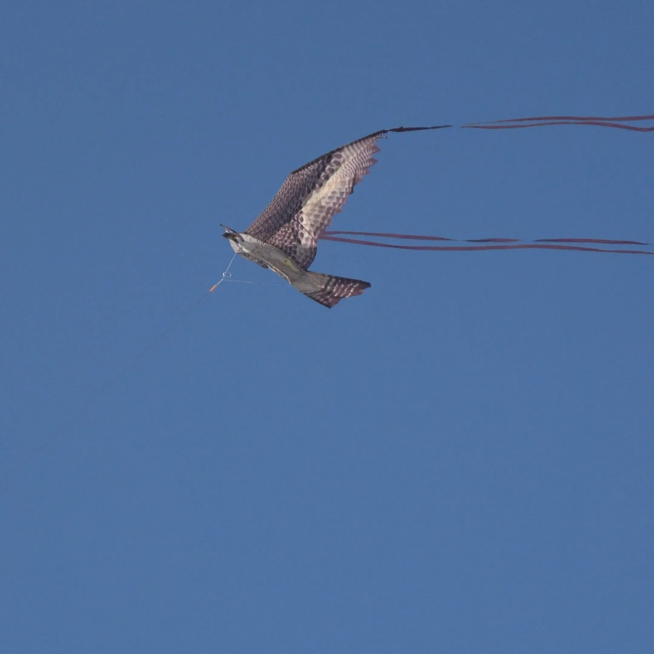 X Kites Birds of Prey Falcon Nylon Bird Kite, 50 Inches Wide
