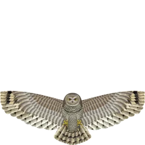 X Kites Birds of Prey Owl Nylon Bird Kite, 52 Inches Wide