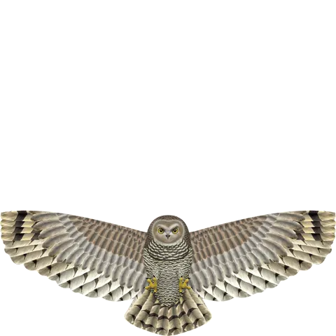 X Kites Birds of Prey Owl Nylon Bird Kite, 52 Inches Wide
